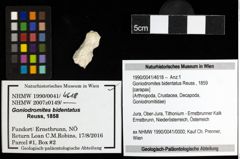 Foto (Objekt + Etiketten) von Goniodromites bidentatus (Reuss, 1859) 